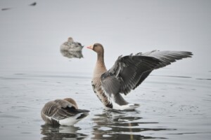 雁(がん)鴨(かも)